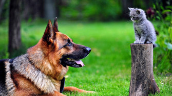 Big German Shepherd Dog And A Kitten In The Garden