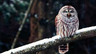 Owl HD Desktop Wallpaper Elsoar