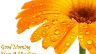 Have A Nice Day Good Morning Whatsapp 4k HD Wallpaper