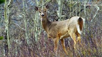 Here Nature Wallpaper Item Name Whitetail State Of Photos