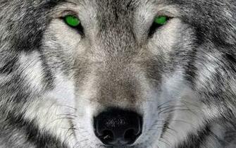 Showing Gallery For Wolves Wallpaper 3d