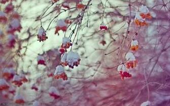 Wallpaper Bokeh Berries Sky Winter Desktop