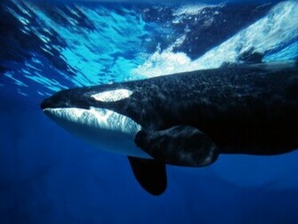 Shamu Seaworld Californi Orka Orca Wallpaper