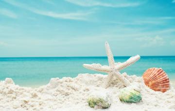 Wallpaper Sand Sea Beach Star Shell Summer Blue