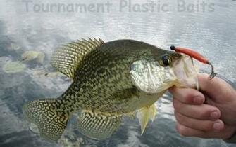 Thread Crappie Widescreen Desktop Wallpaper