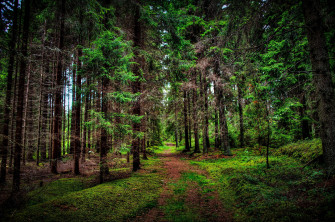 Green Tree Wallpaper