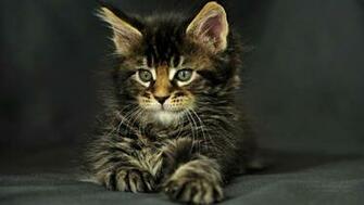 Coon Kitten Image X Desktop Wallpaper