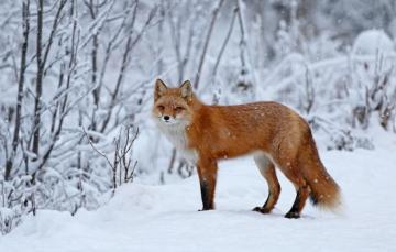 Wallpaper Winter Forest Look Snow Trees Branches Nature Fox
