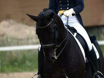 Dressage Wallpaper