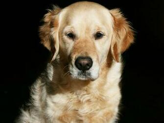 Background Desktop Wallpaper Gallery Animals Golden Retriever