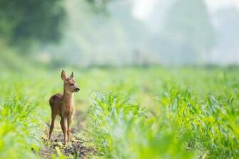 Baby Deer Juvenile Grass Wildlife