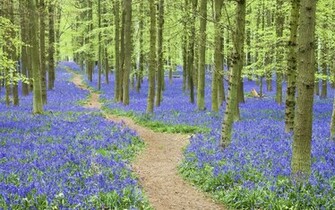 Hyacinth Wallpaper