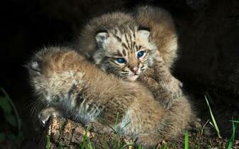 Bobcat Kitten Blue Eyes HD Wallpaper Wallpaperfans