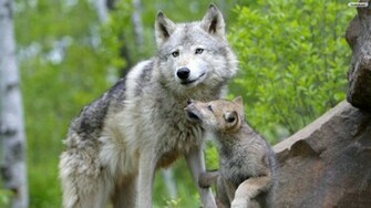 Baby Wolf Wallpaper