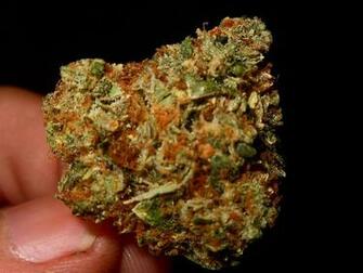 Og Kush Wallpaper King Hybrid