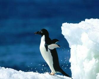 Penguin HD Wallpaper Background Image