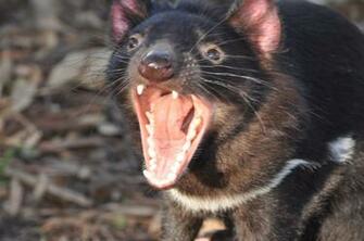 Tasmanian Devil Computer Wallpaper Desktop Background