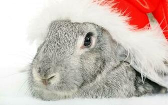 Christmas Rabbit Wallpaper HD
