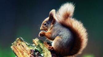 Squirrel Wallpaper Best