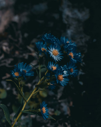 Blue Flowers Wallpaper
