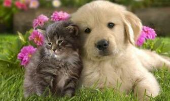 Puppy Love Puppies With Cat HD Dogs Maltese