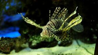 Aquarium Wallpaper Fotografie Di Gratis X