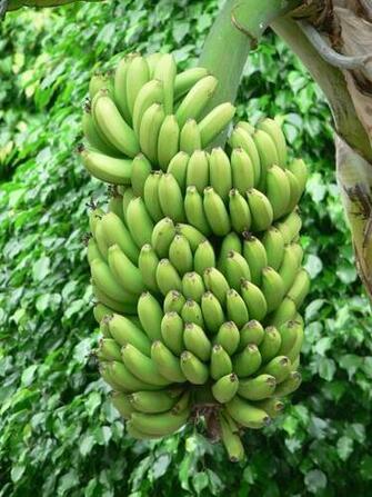 Description Green Bananas Tree Jpg