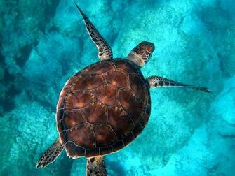 Turtle Pictures Image