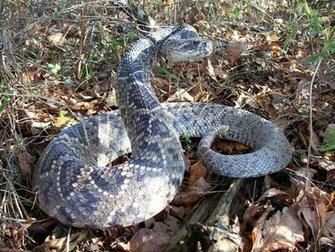 Rattlesnake Wallpaper