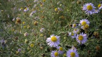 Select Set As Desktop Background Wallpaper Nature Flowers