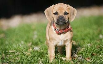 Wallpaper Dog Puppy Summer Desktop In The