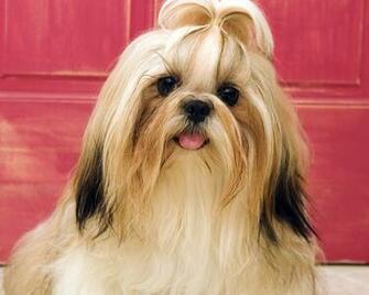 Pictures Shih Tzu Wallpaper High Resolution