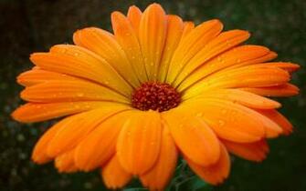 Orange Gerbera Wallpaper