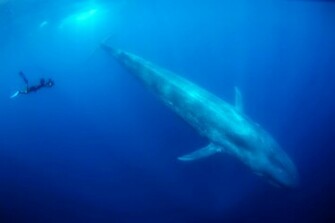 Blue Whale Wallpaper
