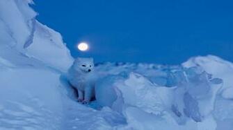 Winter Solstice Wallpaper