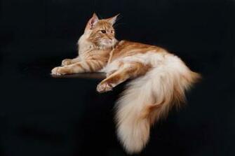 Maine Coon Wallpaper