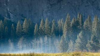 Pine Forest Wallpaper