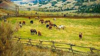 Wallpaper Horse Pen Enclosure Fence Meadow Animals