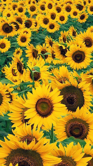 Sunflowers iPhone Wallpaper Top