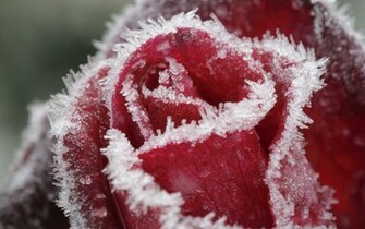 Tags Blue Rose Wallpaper Orange Red