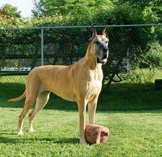 Great Dane Wallpaper