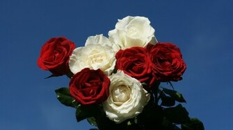 Rose Wallpaper Beautiful Roses