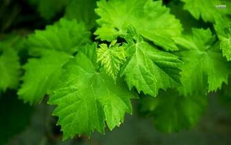 Wallpaper Green Leaves