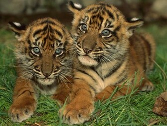 Animals Pictures Funny Wallpaper Diet