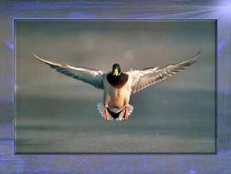 Mallard Duck Wallpaper