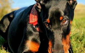 Doberman Wallpaper Weddingdressin