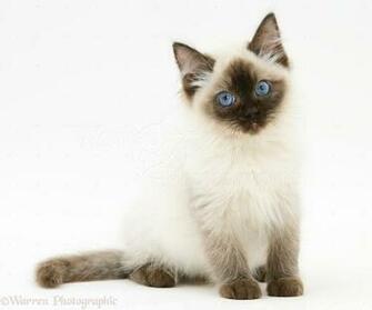 Ragdoll Kitten Weeks Old Photo Wp17560