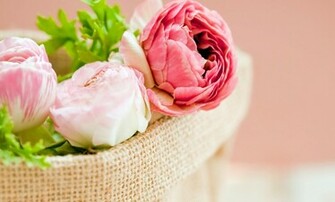 Peonies Pink Color Flowers Bokeh Wallpaper