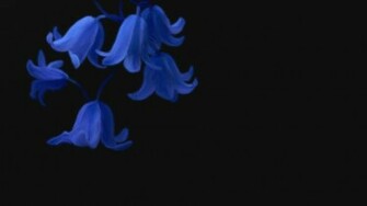 Blue Flowers Wallpaper