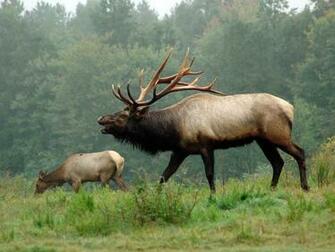 Elk Wallpaper Desktop DesktopBackground